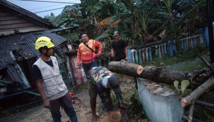 Angin Kencang, Pohon Jati Emas Roboh Timpa Rumah Warga di Gedeg