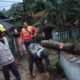 Angin Kencang, Pohon Jati Emas Roboh Timpa Rumah Warga di Gedeg