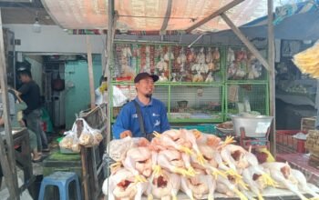 Jelang Ramadhan 1447 Hijriah 2026, Harga Ayam Broiler Di Mojokerto Tertahan Tinggi Imbas dari Tradisi Nyadran
