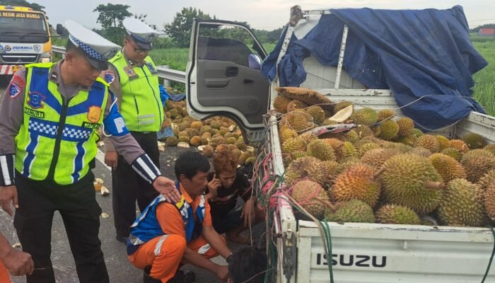 Isuzu Traga Muat Durian Terguling di Tol Surabaya–Mojokerto, Diduga Akibat Pecah Ban