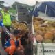 Isuzu Traga Muat Durian Terguling di Tol Surabaya–Mojokerto, Diduga Akibat Pecah Ban
