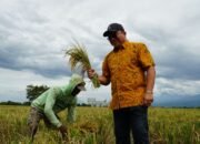 Fantastis! Serapan Beras Bulog Jatim Tembus 200 Ribu Ton, Tertinggi Sepanjang Sejarah