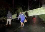 Cuaca Ekstrem Picu Pohon Tumbang, Jalur Pacet–Cangar Sempat Terganggu