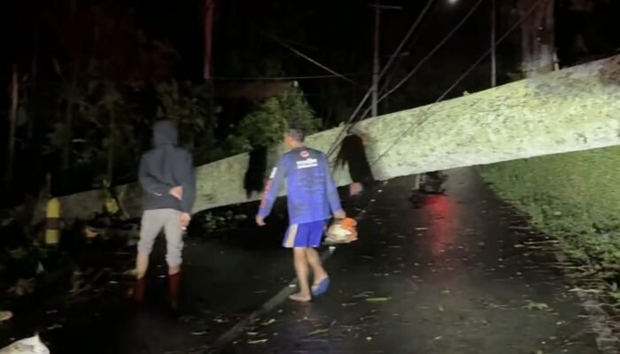 Cuaca Ekstrem Picu Pohon Tumbang, Jalur Pacet–Cangar Sempat Terganggu