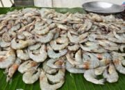 Harga Udang Naik Jelang Lebaran, Tembus Rp120 Ribu per Kg di Sejumlah Daerah