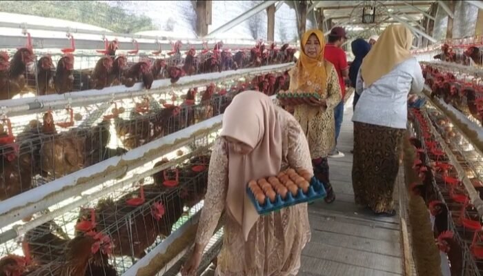 Semangat Kartini di Mojokerto, Kades Perempuan Ini Sukses Angkat Ekonomi Desa Lewat Peternakan Ayam