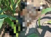 Mayat Membusuk Ditemukan di Ladang Jagung Wonosalam, Polisi Selidiki Identitas Korban