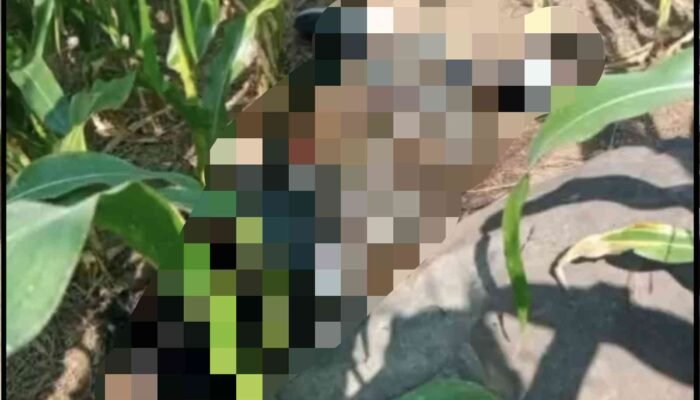 Mayat Membusuk Ditemukan di Ladang Jagung Wonosalam, Polisi Selidiki Identitas Korban