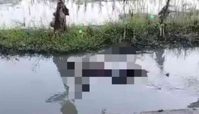 Pria Lansia Ditemukan Mengapung di Sungai Megaluh Jombang, Polisi Pastikan Tak Ada Tanda Kekerasan