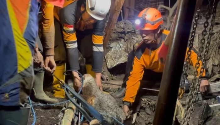 Sapi Kurban Rp25 Juta Tercebur ke Septic Tank di Mojokerto, Evakuasi Dramatis Hampir 5 Jam