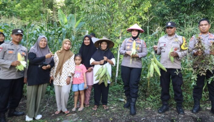 Dukung Swasembada Pangan, Polres Ternate Gelar Panen Raya Jagung Serentak Kuartal II 2026