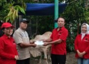 Derap Gotong Royong, PDIP Kota Mojokerto Salurkan 3 Sapi Kurban untuk Warga