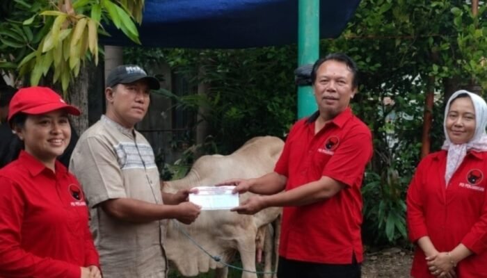 Derap Gotong Royong, PDIP Kota Mojokerto Salurkan 3 Sapi Kurban untuk Warga
