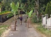 Warga Pacet Tanami Jalan Rusak dengan Pohon Pisang