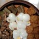 Resep Terong Sambal Kacang, Pedas Gurih dengan Bumbu Sederhana