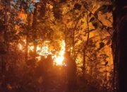 Kebakaran Melanda Gunung Klotok Kediri, 1,5 Hektare Hutan Terbakar