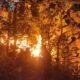 Kebakaran Melanda Gunung Klotok Kediri, 1,5 Hektare Hutan Terbakar