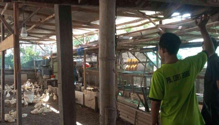 Bisnis Bebek Potong di Mojosari, Sekali Panen Cuan Jutaan Rupiah