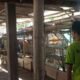 Bisnis Bebek Potong di Mojosari, Sekali Panen Cuan Jutaan Rupiah