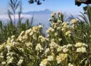 Resmi Dibuka Kembali 26 September, Ini Syarat dan Aturan Pendakian Gunung Arjuno-Welirang