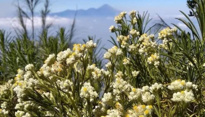 Resmi Dibuka Kembali 26 September, Ini Syarat dan Aturan Pendakian Gunung Arjuno-Welirang