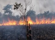 Karhutla Kalbar Masih Jadi Perhatian, Kualitas Udara Sejumlah Wilayah Memburuk