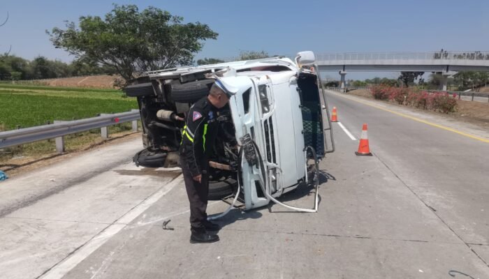Truk Angkut Sapi Terguling di Tol Jomo KM 692, Dua Orang Selamat