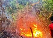Karhutla Pegunungan Anjasmoro Meluas, Jalur Pendakian Bukit Cendono Mojokerto Ditutup