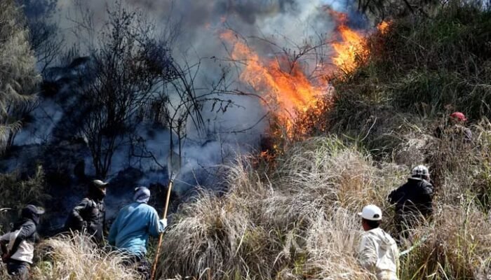 Karhutla Arjuno-Welirang Meluas hingga Gunung Ringgit, Dua Titik Api Masih Menyala